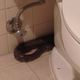 Image for article titled Enormous Snake Slithers Out of Toilet; Your Nightmares Are Real